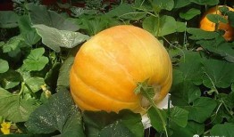 黄提热门吃瓜,揭秘娱乐圈最新热点事件