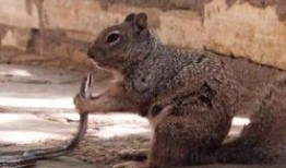 老福特松鼠吃瓜,老福特松鼠的夏日吃瓜趣事