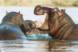 河马吃哈密瓜吐了,意外吐出奇观