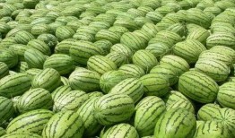 吃瓜长出蘑菇,揭秘神奇的自然生长之旅