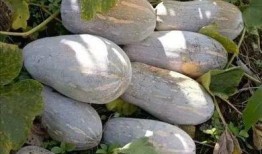 微山县吃瓜,夏日微山吃瓜记