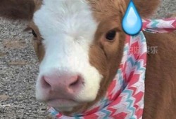 抖音胖乐吃瓜,揭秘网红美食背后的故事