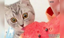 小猫吃瓜图片,萌态十足引网友热议