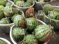 小瓜吃娱,揭秘娱乐圈幕后故事