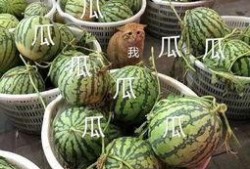 小瓜吃娱,揭秘娱乐圈幕后故事