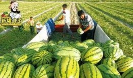 吃瓜库尔勒,探寻库尔勒的独特魅力