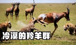 羊崽吃瓜,一场与自然的亲密邂逅