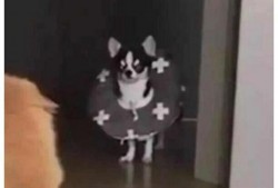 狗吵架猫吃瓜,一场宠物界的“吃瓜”大戏