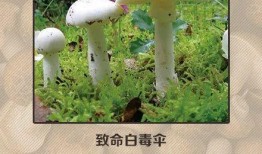 香港吃瓜大眼夫妇,揭秘娱乐圈背后的甜蜜与争议