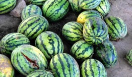 吃西瓜装瓜,吃西瓜装瓜，创意无限乐趣多