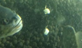 鱼儿吃瓜的视频,水下生活趣味十足