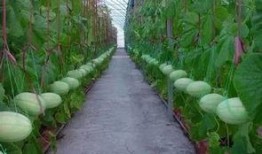 吃瓜群ucsd,揭秘校园生活趣味瞬间