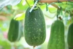 春太瓜怎么吃,解锁美味新体验