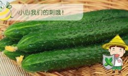 佳煮吃瓜,揭秘美食背后的趣味故事