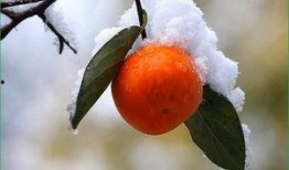 吃柿子能吃紫瓜吗,探究能否同食的饮食奥秘