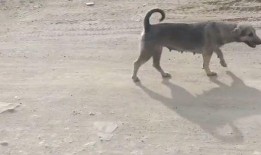 吃瓜路人和狗子