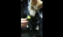 狗狗吃瓜动作视频,瓜果诱惑下的欢乐瞬间