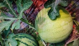 信飞飞吃瓜,揭秘娱乐圈背后的那些事儿