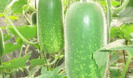 梦见吃已故爷爷种的瓜,怀念爷爷的温馨记忆