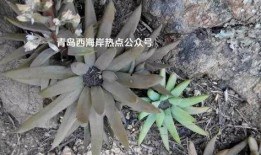 土话吃瓜,揭秘乡村趣味生活