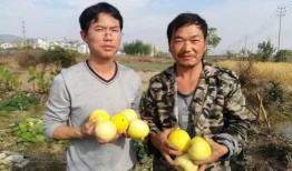 惠州吃瓜群众,揭秘当地美食风云录