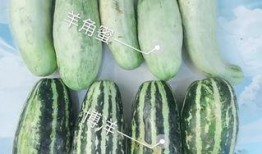 免费网红吃瓜链接,免费链接带你一探究竟