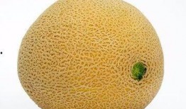 黄河蜜瓜小孩吃,儿童夏日健康美味新选择