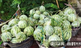 吃瓜卖瓜是什么意思,揭秘“吃瓜卖瓜”背后的社会现象