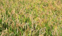 稻田吃瓜图片大全,探寻稻田里的甜蜜画卷