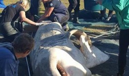 吃瓜解剖尸体,解剖尸体背后的真相与伦理探讨