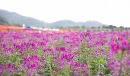 花海求婚吃瓜文案,吃瓜群众见证甜蜜瞬间