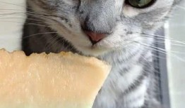 猫喜欢吃瓜,揭秘瓜类在猫饮食中的独特魅力