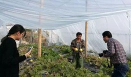 惠州吃瓜群众,揭秘当地美食风云录