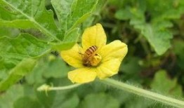 什么瓜苗瓜花可以吃,瓜苗瓜花可食用之谜