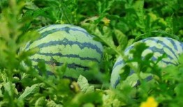 吃瓜河南开封,吃瓜群众的美食之旅