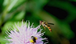 花吃小王瓜,探寻民间美食的独特魅力