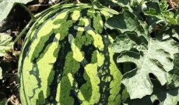 无锡太湖吃瓜,无锡太湖畔的夏日吃瓜盛宴