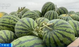 吃西瓜装瓜,吃西瓜装瓜，创意无限乐趣多