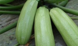 吃熏瓜的好处,解锁健康与美味的双重益处