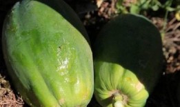 尿酸吃蒲瓜,蒲瓜助力尿酸排泄，健康生活新选择