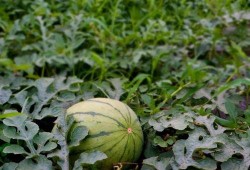 小祝在吃瓜,揭秘娱乐圈那些事儿