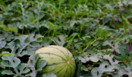 小祝在吃瓜,揭秘娱乐圈那些事儿