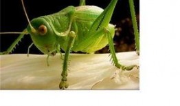 蝈蝈吃方瓜,自然界的和谐共生