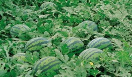 割麦吃瓜图片大全,夏日田园生活图鉴