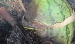 吃鸡炸裂的瓜,揭秘游戏背后的火爆现象