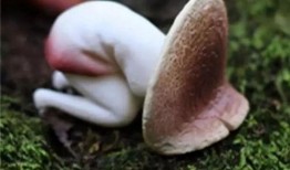 吃白瓜会不会痛经