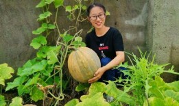 吃结瓜的好处,吃结瓜的五大益处揭秘”