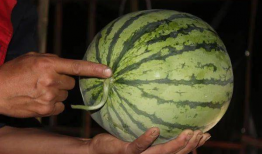 新乡延津吃瓜,探寻新乡特色美食之旅