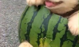 二狗吃瓜,揭秘娱乐圈背后的秘密与真相