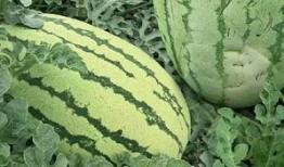 最近怎么都是吃瓜